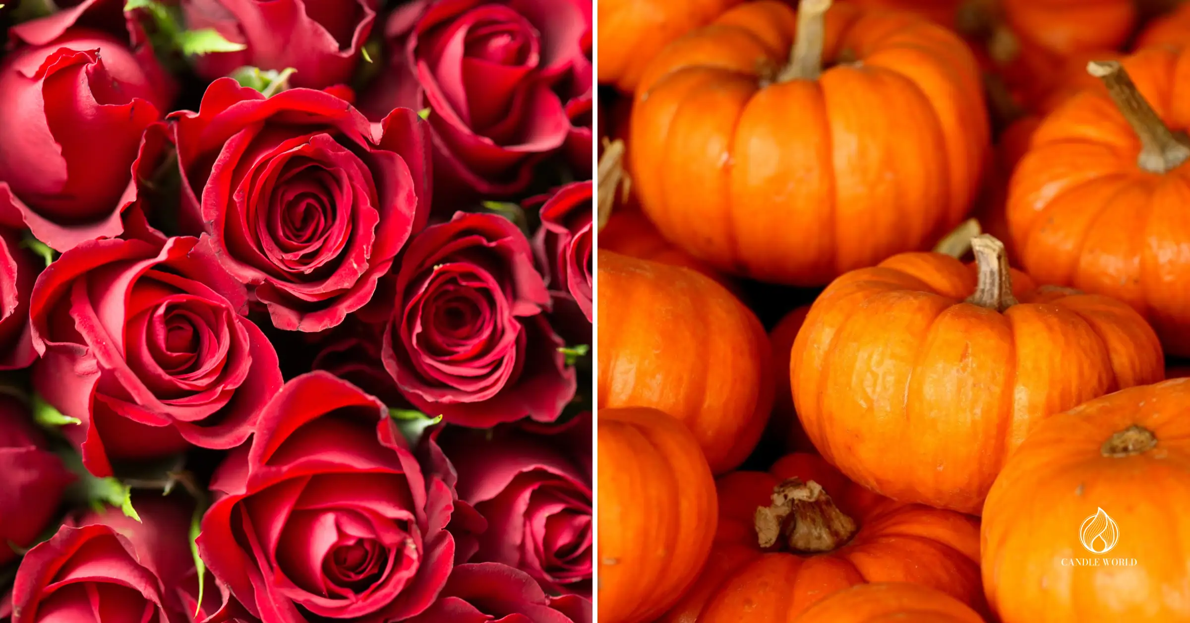 The most popular fragrance notes 2025 - rose, pumpkin